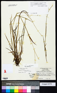 Paspalum setaceum var. setaceum image