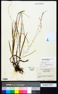 Paspalum setaceum var. setaceum image