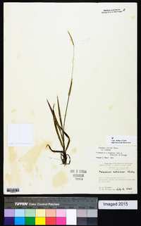 Paspalum setaceum var. setaceum image