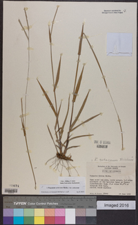 Paspalum setaceum var. setaceum image