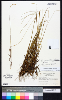 Paspalum setaceum var. setaceum image