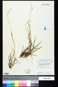 Paspalum setaceum var. setaceum image