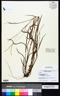 Paspalum setaceum var. setaceum image