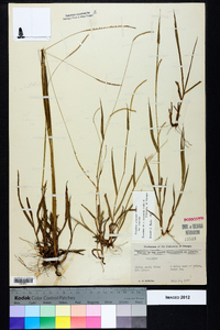 Paspalum setaceum var. setaceum image