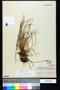 Paspalum setaceum var. setaceum image