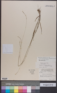 Paspalum setaceum var. muhlenbergii image