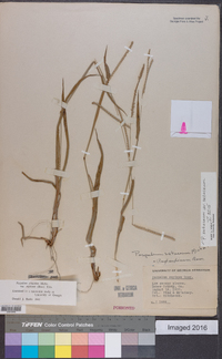 Paspalum setaceum var. setaceum image