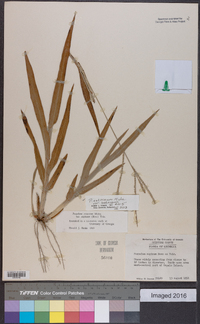 Paspalum setaceum var. setaceum image