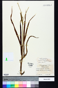 Paspalum setaceum var. setaceum image