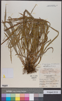 Paspalum setaceum var. setaceum image