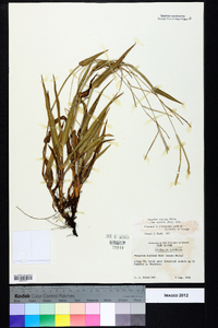 Paspalum setaceum var. supinum image