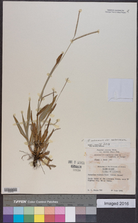 Paspalum setaceum var. setaceum image