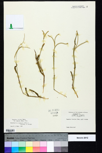 Paspalum setaceum var. setaceum image