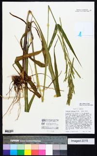 Paspalum urvillei image