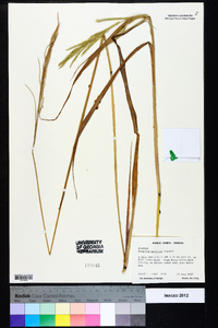 Paspalum urvillei image