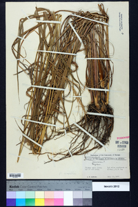 Paspalum urvillei image