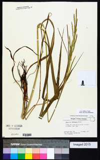 Paspalum urvillei image