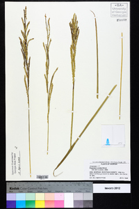 Paspalum urvillei image