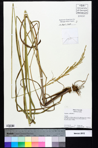 Paspalum urvillei image