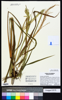 Paspalum urvillei image