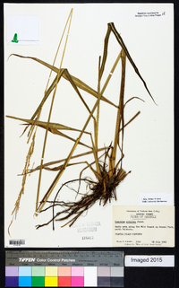 Paspalum urvillei image