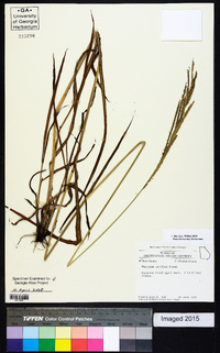 Paspalum urvillei image