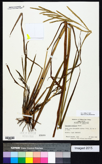 Paspalum urvillei image