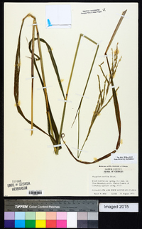 Paspalum urvillei image