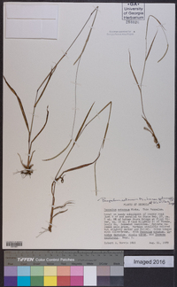 Paspalum setaceum var. setaceum image