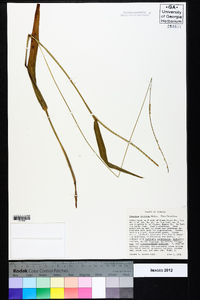 Paspalum setaceum var. setaceum image