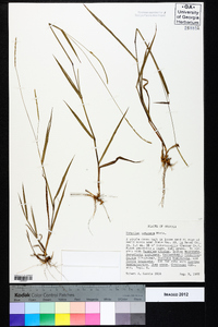 Paspalum setaceum var. setaceum image