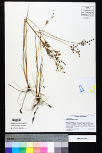 Juncus elliottii image