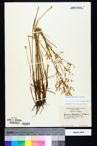 Juncus elliottii image