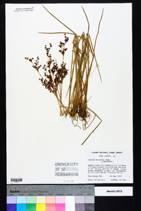 Juncus elliottii image