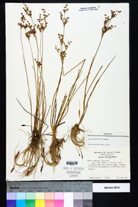 Juncus elliottii image