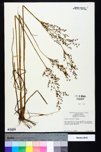 Juncus elliottii image