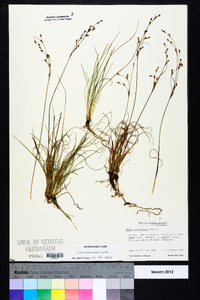 Juncus georgianus image