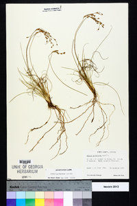 Juncus georgianus image