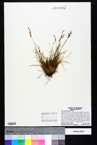 Juncus georgianus image