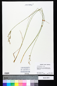 Juncus georgianus image