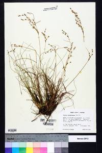 Juncus georgianus image