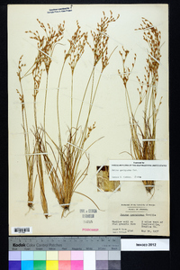 Juncus georgianus image