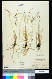 Juncus georgianus image