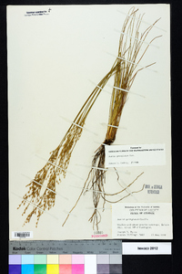 Juncus georgianus image