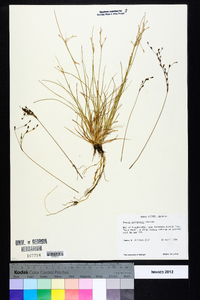 Juncus georgianus image