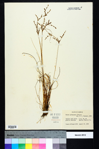 Juncus georgianus image