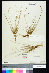 Juncus georgianus image