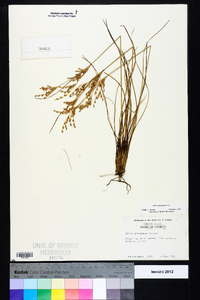 Juncus georgianus image