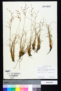 Juncus georgianus image