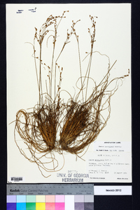 Juncus georgianus image